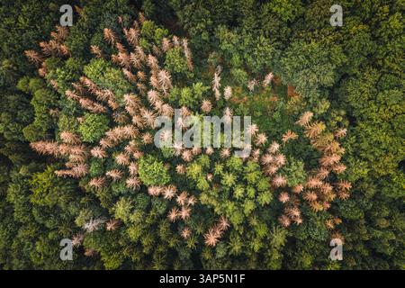 Vista aerea di un gruppo di alberi morti nel mezzo della foresta nel Parco Nazionale di Sächsische Schweiz, Germania. Foto Stock