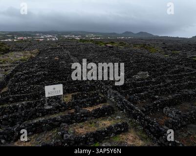 Vista aerea di antichi vigneti vulcanici con pareti in pietra e vegetazione lussureggiante, Pico Island, Azzorre, Portogallo. Foto Stock
