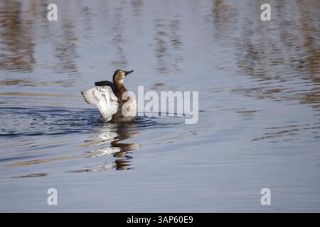 Ali d'anatra maschio Gadwall che battono sull'acqua Foto Stock