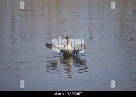 Ali d'anatra maschio Gadwall che battono sull'acqua Foto Stock