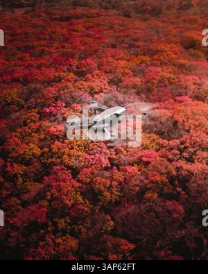 Vista aerea di un drone che sorvola la foresta autunnale di Vladivostok, Russia. Foto Stock