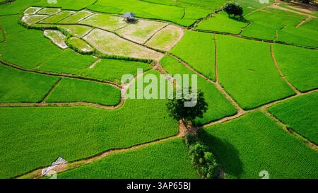 Vista aerea di risaie, Mok Cham Pae, Mae Hong Son, Thailandia. Foto Stock