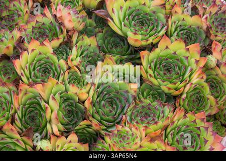 Vista dall'alto del Sempervivum - galline e pulcini piante succulente in estate. Foto Stock