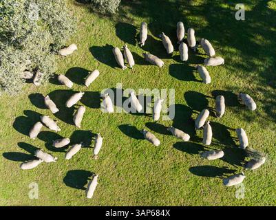 Vista aerea dei maiali pascolati in un tranquillo pascolo circondato da querce, Sierra de Aracena, Zufre, Huelva, Spagna. Foto Stock