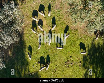 Vista aerea dei maiali pascolati in un tranquillo paesaggio agricolo con campi e alberi verdi, Cortegana, Huelva, Spagna. Foto Stock