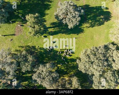 Vista aerea dei maiali pascolati in un tranquillo pascolo circondato da alberi e vegetazione, Sierra de Aracena, Huelva, Spagna. Foto Stock