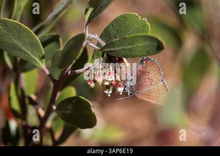 Elfina bruna o Callophrys augustinus che si nutrono di fiori di manzanita al Cypress Trail di Payson, Arizona. Foto Stock