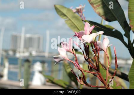 Florida, Stati Uniti. Una pianta di Plumeria rubra in fiore. Foto Stock