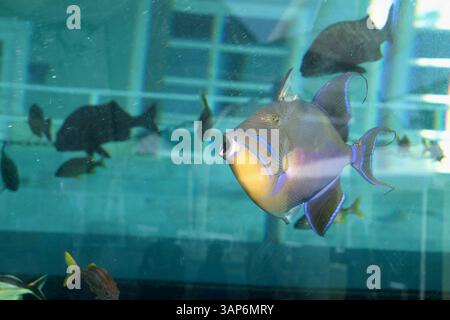 Juno Beach, Florida, Stati Uniti. Fauna selvatica al Loggerhead Marinelife Center. Foto Stock