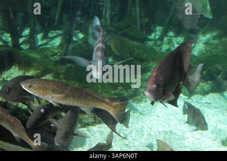 Juno Beach, Florida, Stati Uniti. Fauna selvatica al Loggerhead Marinelife Center. Foto Stock