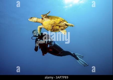 Foto subacquea di un subacqueo che nuota vicino a una tartaruga marina di Hawksbill (Eretmochelys imbricata), Mar Rosso, Egitto, Africa Foto Stock