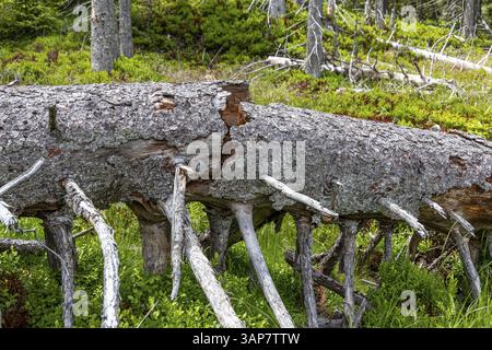 Impressioni foto dal Parco Nazionale di Harz Foto Stock