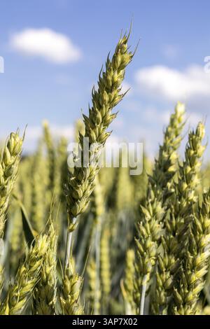 Campo di cereali, frumento (Triticum aestivum) con orecchie, Sassonia, Germania, Europa Foto Stock