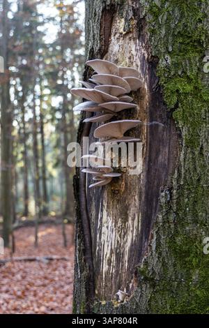 Impressioni autunnali dalla Svizzera sassone Foto Stock