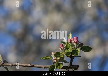 Fioriscono le mele su un ramo con il cielo blu sullo sfondo, Borken, Muensterland, Germania, Europa Foto Stock