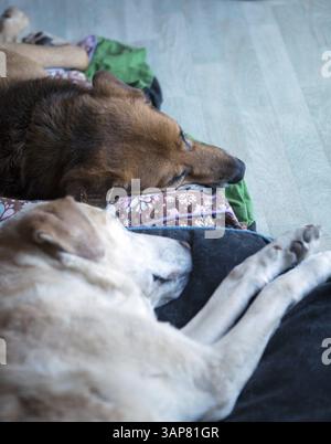 Due cani addormentati Foto Stock