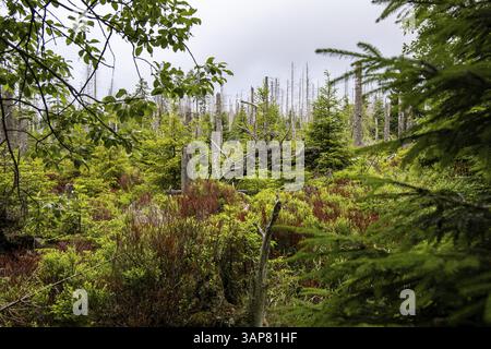 Impressioni foto dal Parco Nazionale di Harz Foto Stock