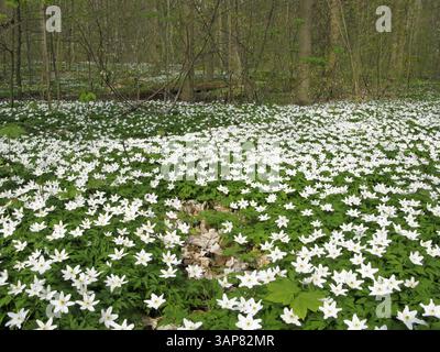 Anemone di legno - anemone nemerosa in dettaglio con fiori e foglie, Danimarca, Europa Foto Stock