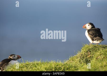 Pulcinelle di mare atlantiche, Fratercula arctica seduta su una scogliera delle Isole Faroe con l'oceano sullo sfondo, Mykines, Isole Faroe, Danimarca, Europa Foto Stock