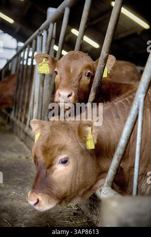 Mucche in un fienile nello Schleswig Holstein, 2018 anni Foto Stock