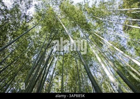 Verde foresta di bambù giapponese vista dal basso, Kyoto, Giappone, Asia Foto Stock