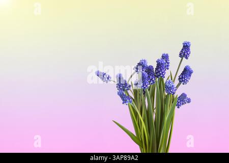 Fiori muscolari blu primaverile su sfondo blu rosa giallo sfumato con spazio per il testo. Ciao primavera Foto Stock