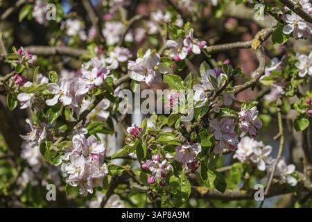 Mela in piena fioritura con fiori rosa alla luce della primavera, borken, muensterland, germania Foto Stock
