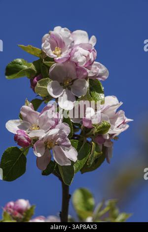 Primo piano di mele rosa e bianche sbocciano contro un cielo blu, borken, muensterland, germania Foto Stock