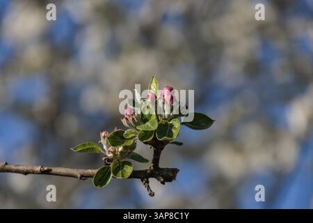 Boccioli di mela in fiore davanti a un cielo blu sullo sfondo, Borken, Muensterland, Germania, Europa Foto Stock