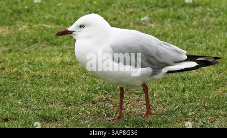 Silver Gull, Chroicocephalus novaehollandiae, in piedi su un muro a sydney, australia, Australia, Oceania Foto Stock