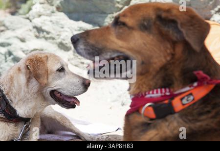 Ritratto di due cani sulla spiaggia di Frejus, nel sud della Francia 2017 Foto Stock