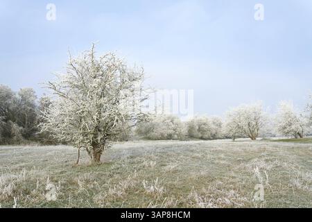 Panorama paesaggistico con il biancospino nel Wiesenpark vicino a Magdeburgo in inverno Foto Stock
