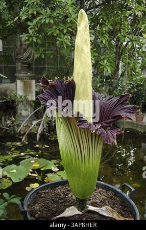 L'Amorphophallus titanum noto come l'arum titano o fiore del cadavere, è una pianta in fiore con la più grande infiorescenza non ramificata del mondo nel Bo Foto Stock