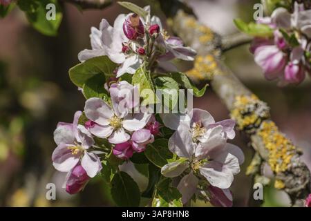 Foto macro di mele rosa in fiore con dettagli chiaramente visibili alla luce del sole, borken, muensterland, germania Foto Stock