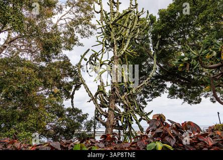 Stabilimento nel Parco Santa Catarina nella città di Funchal, capitale dell'isola di Madeira, Portogallo Foto Stock