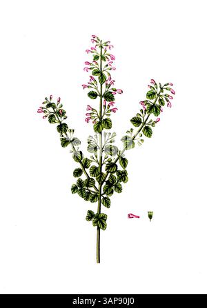 Melissa nepeta, piccola zecca di montagna fiorita, riproduzione digitale di un modello storico, tra il 1790 e il 1810 (Botanica Pharmaceutica di Andreas Friedrich Happe) Foto Stock