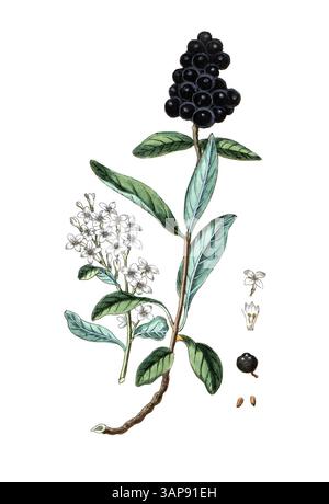 Ligustrum vulgare, Common Privet, riproduzione digitale di un modello storico, tra il 1790 e il 1810 (Botanica Pharmaceutica di Andreas Friedrich Happe) Foto Stock