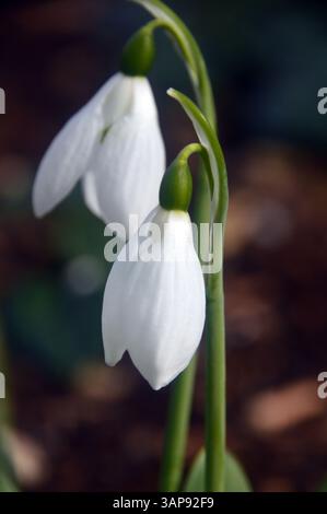 Coppia di fiori White Galanthus Elwesii "Monostictus" (Snowdrops) coltivati a RHS Garden Harlow Carr, Harrogate, Yorkshire, Inghilterra, Regno Unito. Foto Stock
