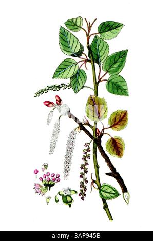Populus nigra, pioppo nero, pioppo nero, anche albero di Saar, riproduzione digitale di un modello storico, tra il 1790 e il 1810, (Botanica Pharmaceutica di Andreas Friedrich Happe) Foto Stock