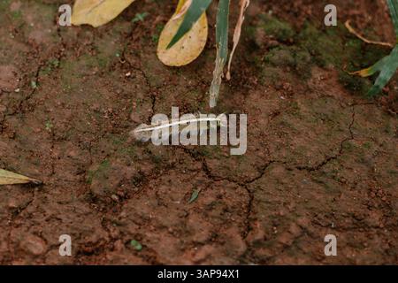 Caterpillar che scorre a terra. Primo piano di larva di insetti pelosi esplorando l'ambiente naturale Foto Stock