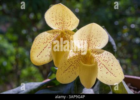 Vista ravvicinata della specie di orchidee paphiopedilum con fiori gialli retroilluminati luminosi isolati all'aperto su sfondo verde naturale Foto Stock