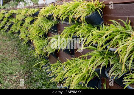 Giardino verticale con piante verdi in vasi contro pareti in legno all'aperto Foto Stock