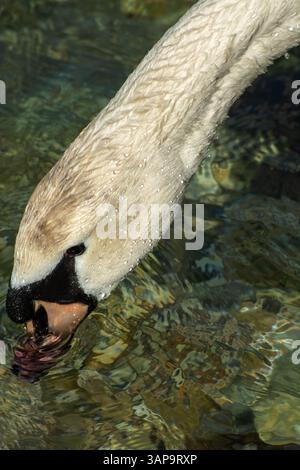 Primo piano di un cigno immaturo (Cygnus olor) a Springtime. I cigni Immaturejuvenile hanno banconote più chiare e rossastre. Foto Stock
