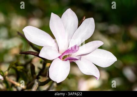 Magnolia x loebneri 'Leonard Messel' una pianta di arbusti fioriti in primavera con fiore primaverile rosa pallido, foto di un parco di giardinaggio Foto Stock