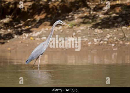 Grande Blue Heron in un fiume in Costa Rica Foto Stock