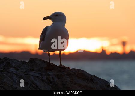 Silhouette di gabbiano dalle gambe gialle Larus michahellis al tramonto, Calpe, Spagna Foto Stock