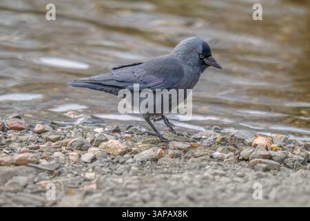 Jackdaw su una spiaggia rocciosa di fronte al mare, da vicino Foto Stock