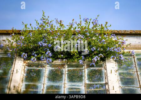 Plumbago, Plumbago auriculata, è una pianta arrampicata e qui si vede crescere da una vecchia finestra della serra. Foto Stock