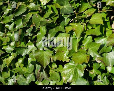 Una fitta siepe verde di edera fiorisce in primavera, attirando api e insetti. Tutto l'anno, fornisce habitat e rifugio per molte specie. Foto Stock