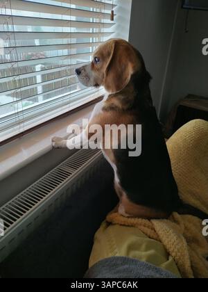 Beagle Dog che guarda fuori dalla finestra, aspetta Foto Stock